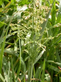 water whorlgrass