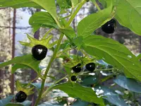 Deadly Nightshade