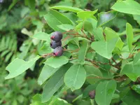 oblongfruit serviceberry