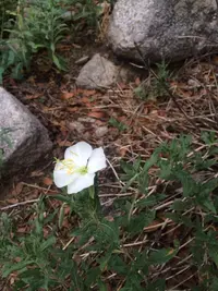 New Mexico evening primrose (Oenothera neomexicana) plant