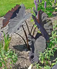 Elephant Ear