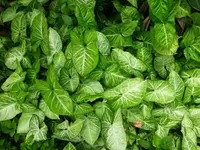 Arrowhead Vine (Syngonium podophyllum) plant