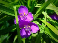 grassleaf roseling