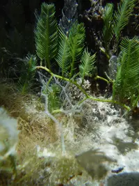 Green Feather Alga