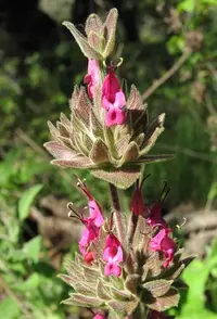 hummingbird sage (Salvia spathacea) plant