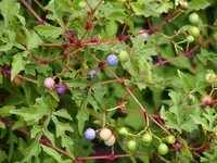 East Asian peppervine