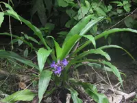 fragrant snailthread