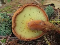 Wood Bolete