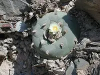 Peyote