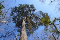 Spruce Pine