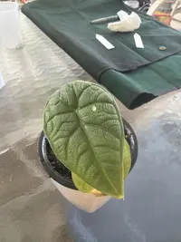 Alocasia melo photo by a Botan App user