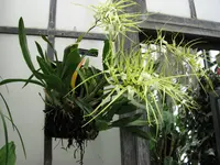 Warty Brassia