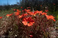 Poppy-flowered Sundew (Drosera cistiflora) plant