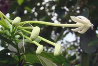 needle flower