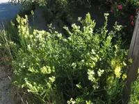 yellow alkanet