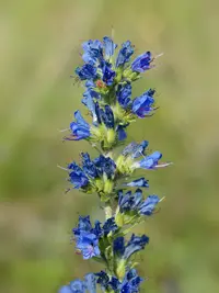 viper's bugloss