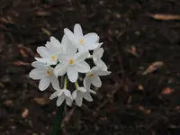 paperwhite narcissus (Narcissus papyraceus) plant
