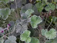 South African geranium