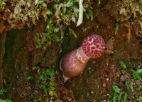 shaggy cap