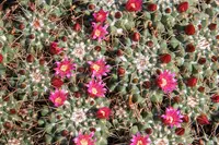 Mexican pincushion cactus