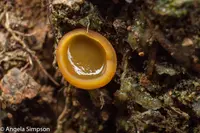fleshy cup fungus