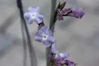Tillandsia duratii