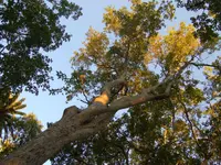 Himalayan Maple (Acer oblongum) plant