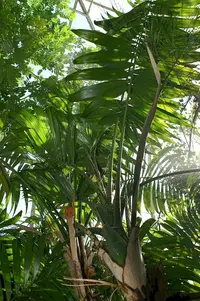 Synechanthus warscewiczianus