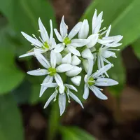 Ramsons