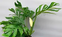 Monstera pinnatipartita