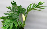Monstera pinnatipartita