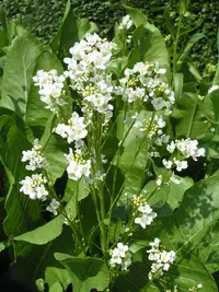 horseradish