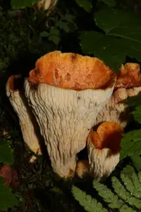 Scaly Chanterelle