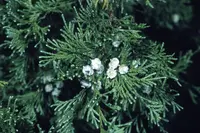 Atlantic White Cedar