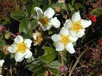 beach strawberry (Fragaria chiloensis) plant