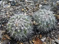 Coryphantha delicata (Coryphantha delicata) plant