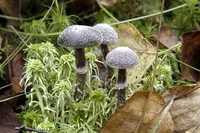 frosty webcap (Cortinarius hemitrichus) plant