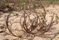 curved sicklegrass (Parapholis incurva) plant
