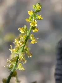 Ochradenus baccatus