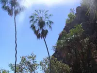 Wispy Fan Palm