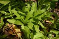 Dianthus barbatus leaves
