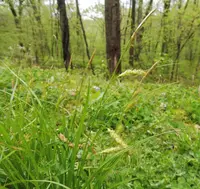 Cherokee sedge (Carex cherokeensis) plant