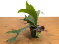 Platycerium bifurcatum