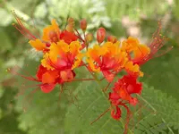 Mexican bird of paradise