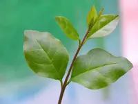 Chinese privet