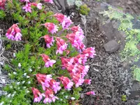 Cliff Douglasia