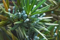Podocarpus macrophyllus with parts