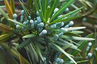 Podocarpus macrophyllus with parts