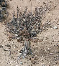 Acantholippia