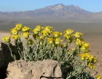 Shockley's goldenhead (Acamptopappus shockleyi) plant